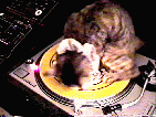 le chat didier lol